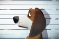 Immagine 16 - Ozzy cucciolo coraggioso (2017), immagini e disegni del film
