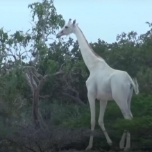 L’ultima giraffa bianca al Mondo è stata salvata e sarà protetta dai bracconieri